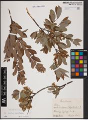 Foto von Salix aurita L. x Salix myrtilloides L.